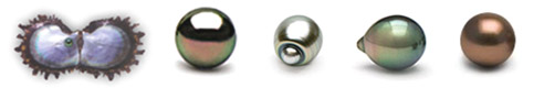 Tahitian Pearls or Black Pearls